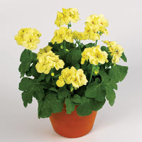 Light Yellow Geraniums Flower seeds for Planting - Compact Growth, Heirloom & GMO Free Seeds for Home Garden