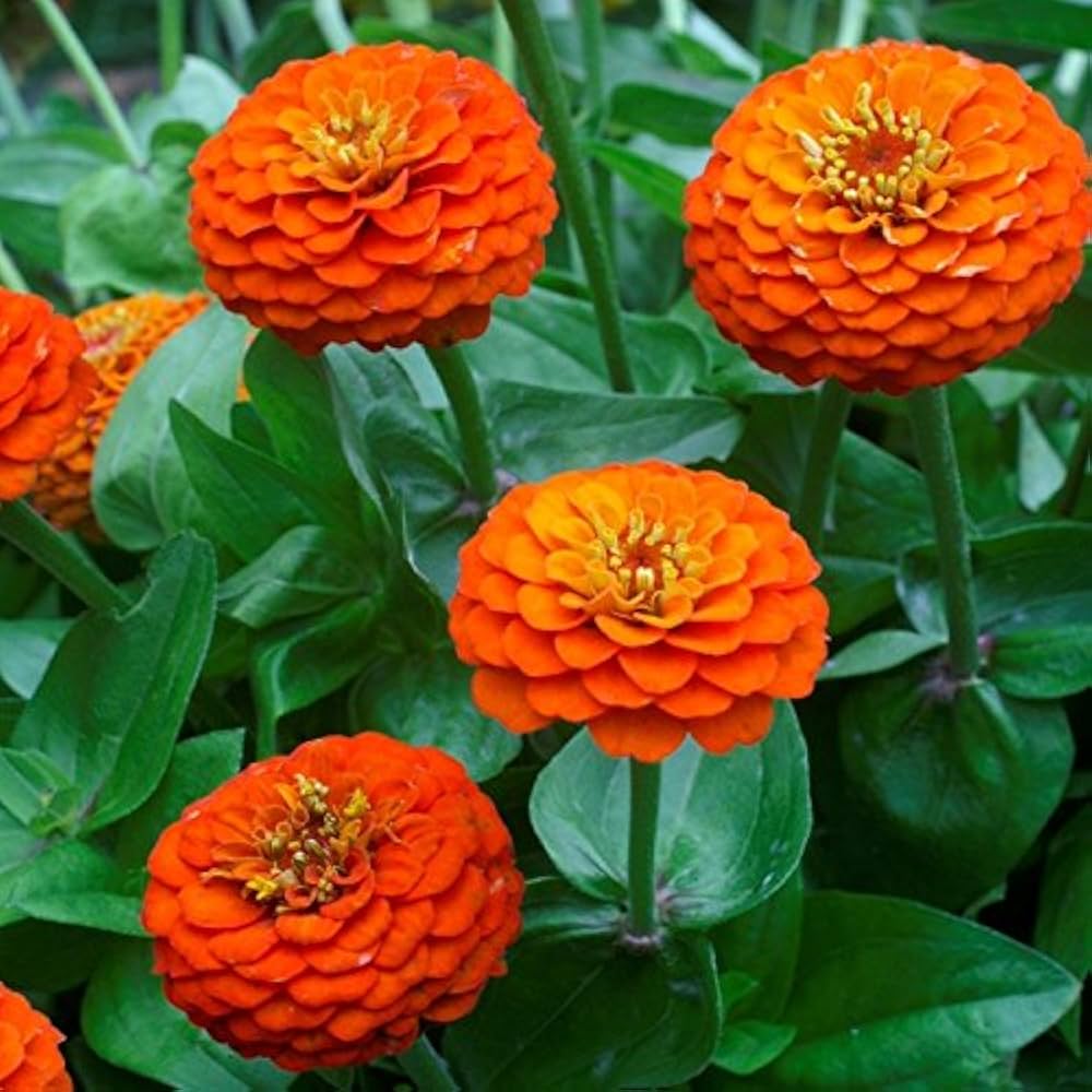 Orange King Zinnia Flower Seeds for Garden