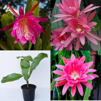 MultiColored Epiphyllum Oxypetalum Flower Seeds – Heirloom NonGMO Organic Garden Seeds with High Germination
 
 Sale