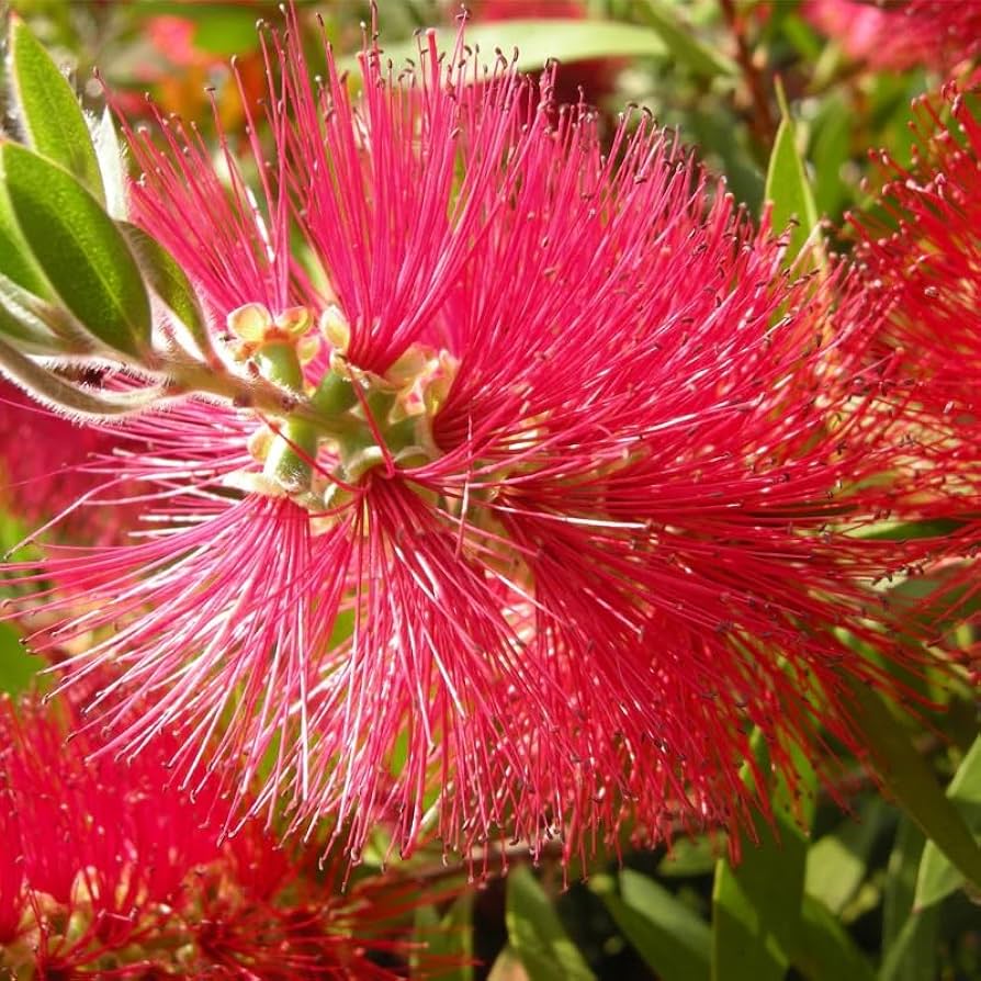 Red Bottlebrush Tree Seeds for Planting  Add Vibrant Color to Your Garden