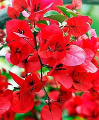 Deep Red Bougainvillea Seeds – Low Maintenance Heirloom & NonGMO for Home Gardens
 
 Sale