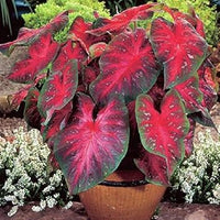 Red Thailand Caladium Flower Seeds for Planting Sun Loving Heirloom & GMO Free Seeds for Home Garden
 
 Sale