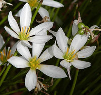 Zephyranthes Candida Flower seeds for Planting - Shade Tolerant, Heirloom & GMO Free Seeds for Home Garden