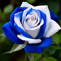 Rose Flower seeds for Planting - Low Maintenance, Heirloom & GMO Free Seeds for Home Garden
 
 Sale for planting in home garden