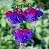 Light Blue Pink Fuchsia Flower Seeds for Planting Pollinator Friendly Heirloom & GMO Free Seeds for Home Garden
 
 Sale