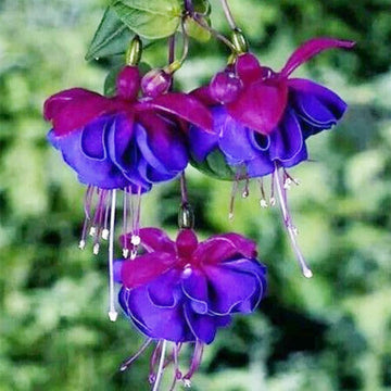 Light Blue Pink Fuchsia Flower Seeds for Planting Pollinator Friendly Heirloom & GMO Free Seeds for Home Garden
 
 Sale