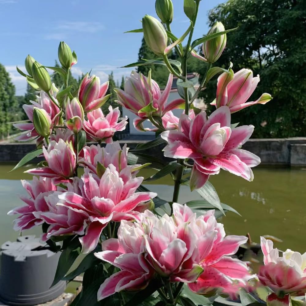 Lilium Brownii Flower Seeds, Air-Purifying Garden Plants, Bonsai Vase Plants