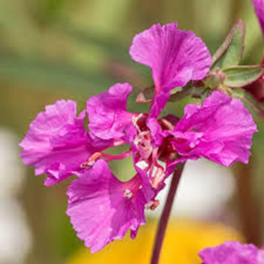 Purple Elegant Clarkia Seeds for Planting  Vibrant Annual Flower Blooms