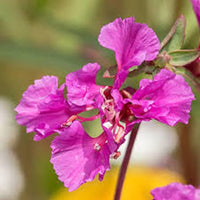 Purple Elegant Clarkia Seeds for Planting  Vibrant Annual Flower Blooms