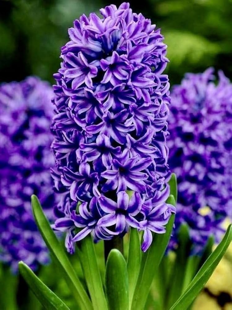 Deep Blue Hyacinth Flower seeds for Planting Sun Loving Heirloom & GMO Free Seeds for Home Garden
 
 Sale
