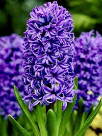 Deep Blue Hyacinth Flower seeds for Planting Sun Loving Heirloom & GMO Free Seeds for Home Garden
 
 Sale