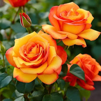 Orange Miniature Rose Flower seeds for Planting Sun Loving Heirloom & GMO Free Seeds for Home Garden 
 
 Sale