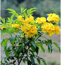Yellow Alcea Ficifolia Flower seeds for Planting - Long Bloom Season, Heirloom & GMO Free Seeds for Home Garden