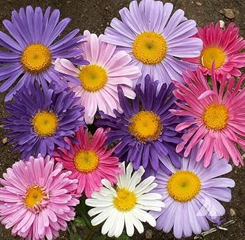 Aster China Flower seeds for Planting Wildflower Mix Heirloom & GMO Free Seeds for Home Garden 
 
 Sale for planting in home garden