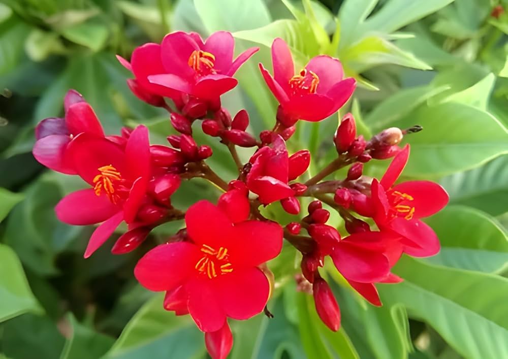 Jatropha Flower seeds for Planting Wildflower Mix Heirloom & GMO Free Seeds for Home Garden