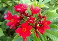 Jatropha Flower seeds for Planting Wildflower Mix Heirloom & GMO Free Seeds for Home Garden