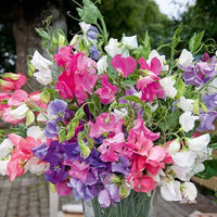 Sweet Pea Mixed F1 Hybrid Seeds – Colorful Fragrant Climbing Flowers