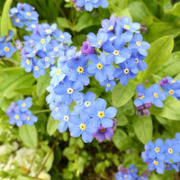 Alpine Vergissmeinnicht Flower seeds for Planting - Long Bloom Season, Heirloom & GMO Free Seeds for Home Garden