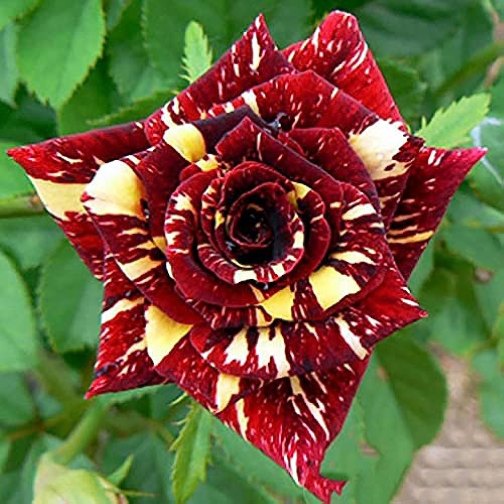 Marron Yellow Rose Flower Seeds for Planting Long Bloom Season Heirloom & GMO Free Seeds for Home Garden 
 
 Sale