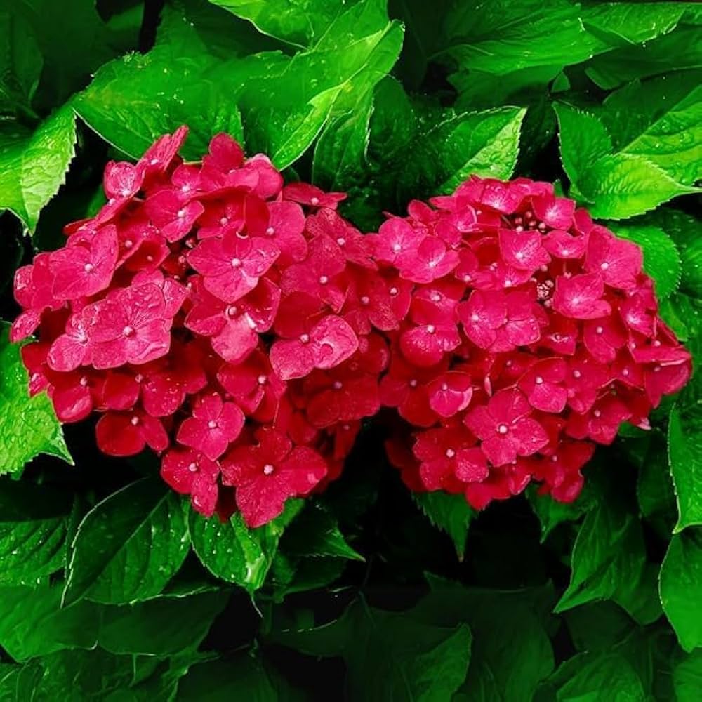Deep Red Hydrangea Flower seeds for Planting Hardy Variety Heirloom & GMO Free Seeds for Home Garden 
 
 Sale