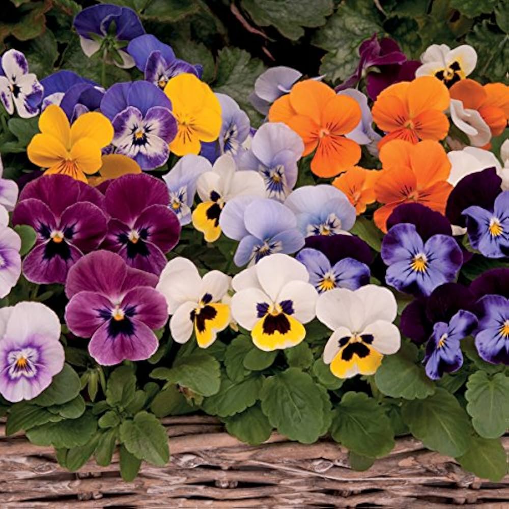 Mixed Viola Sorbet Flower seeds for Planting - Perfect for Borders, Heirloom & GMO Free Seeds for Home Garden
 
 Sale for planting in home garden.