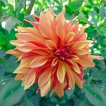Dahlia Cancan Flower seeds for Planting - Premium Quality, Heirloom & GMO Free Seeds for Home Garden
 
 Sale seeds for planting in home garden