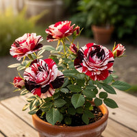 Splendid Rare Red, White, and Black Rose Flower seeds for Planting - Cottage Garden Essential, Heirloom & GMO Free Seeds for Home Garden
