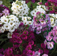 Heirloom Alyssum Flower seeds for Planting Perfect for Borders Heirloom & GMO Free Seeds for Home Garden
