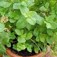 Mint Flower seeds for Planting - Cut Flower Favorite, Heirloom & GMO Free Seeds for Home Garden