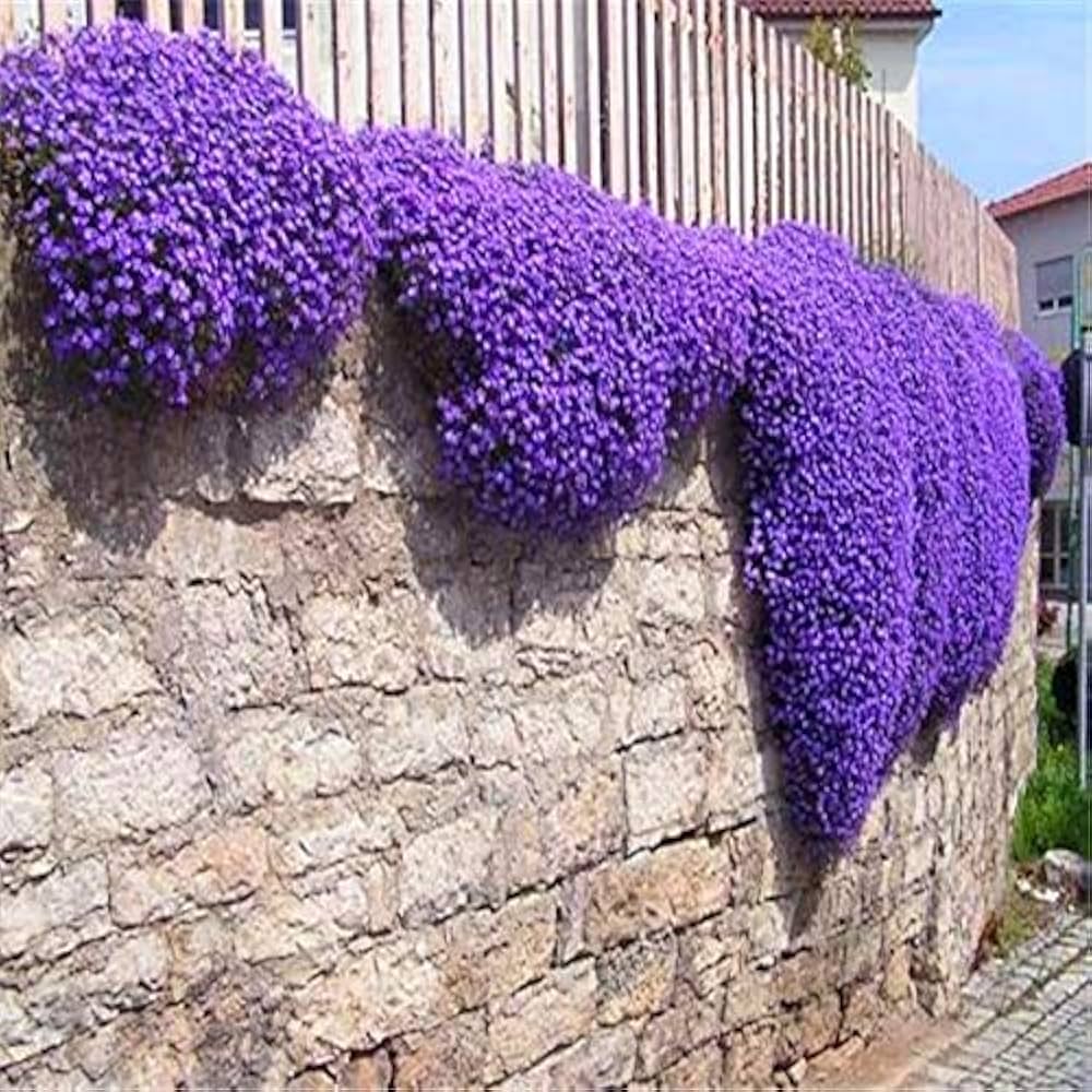Rock Cress Flower Seeds for PlantingSnow Peak Wildflower Mix Heirloom & GMO Free Seeds for Home Garden
 
 Sale