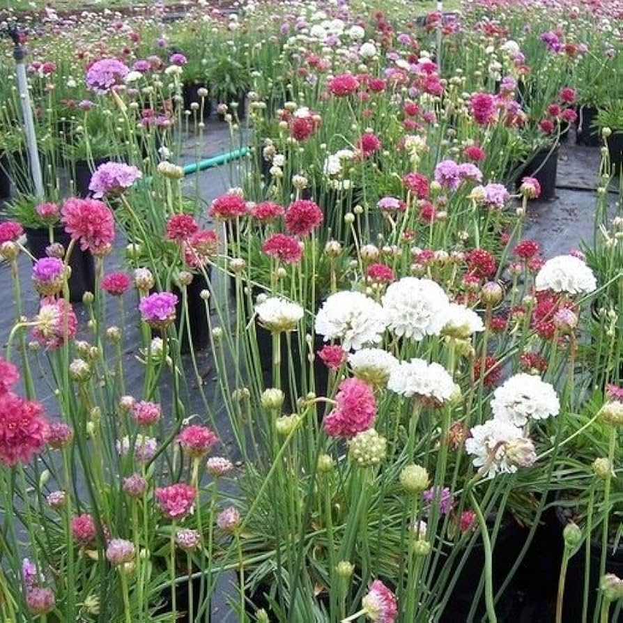 Mixed Joystick Flower seeds for Planting - Low Maintenance, Heirloom & GMO Free Seeds for Home Garden