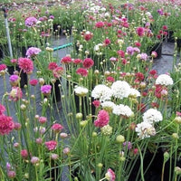 Mixed Joystick Flower seeds for Planting - Low Maintenance, Heirloom & GMO Free Seeds for Home Garden