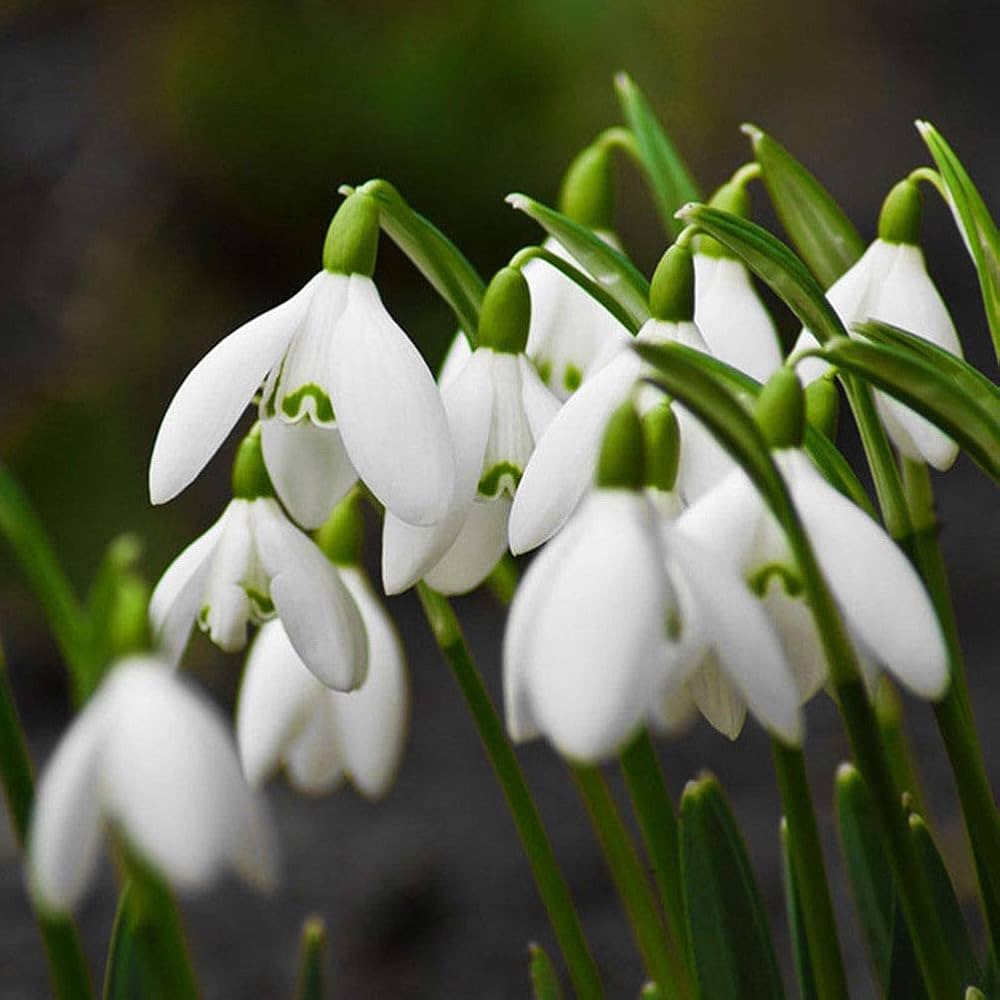 Galanthus Snowdrop Seeds for Planting - Early Spring Blooms