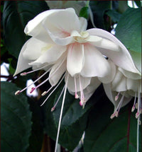 White Double Petals Fuchsia Flower Seeds for Planting Easy to Grow Heirloom & GMO Free Seeds for Home Garden
 
 Sale