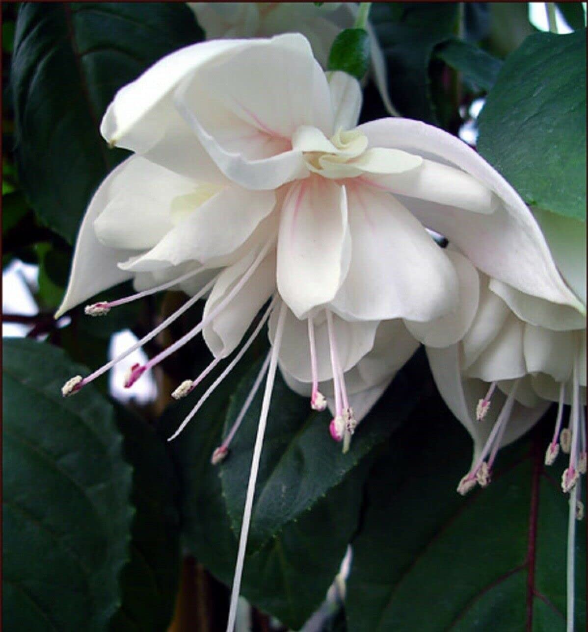 White Fuchsia Hybrida Flower Seeds for Planting – Cut Flower Favorite Heirloom & NonGMO Seeds for Home Garden
 
 Sale