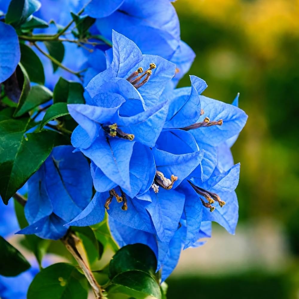 Blue Bougainvillea Flower seeds for Planting - Sun Loving, Heirloom & GMO Free Seeds for Home Garden