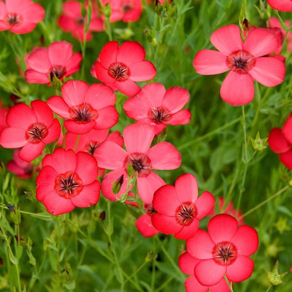Scarlet Flax Flower seeds for Planting Long Bloom Season Heirloom & GMO Free Seeds for Home Garden