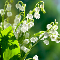 Heirloom Bell Orchid Flower seeds for Planting Fragrant Blossoms Heirloom & GMO Free Seeds for Home Garden