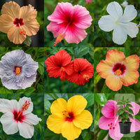 Mixed Hibiscus Flower Seeds for Planting Vibrant Colors Heirloom & GMO Free Seeds for Home Garden
 
 Sale
