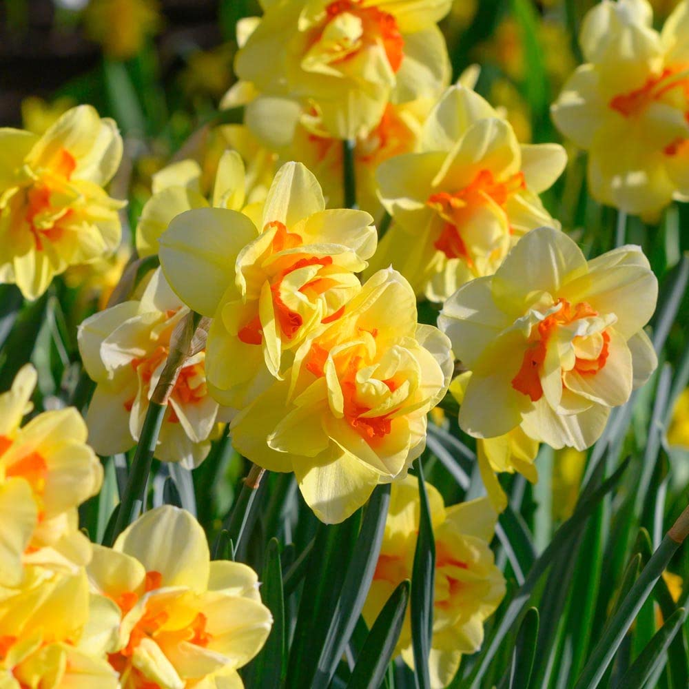 Yellow Red Double Narcissus Flower Seeds for Planting Fragrant Blossoms Heirloom & GMO Free Seeds for Home Garden
 
 Sale