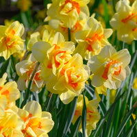 Yellow Red Double Narcissus Flower Seeds for Planting Fragrant Blossoms Heirloom & GMO Free Seeds for Home Garden
 
 Sale