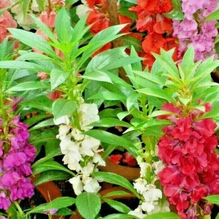 Balsam Flower seeds for Planting - Drought Tolerant, Heirloom & GMO Free Seeds for Home Garden