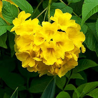 Nuevos Flower seeds for Planting - Garden Favorite, Heirloom & GMO Free Seeds for Home Garden