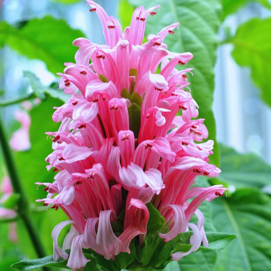 Pink Pachystachys Lutea Seeds Flower seeds for Planting - Perfect for Borders, Heirloom & GMO Free Seeds for Home Garden