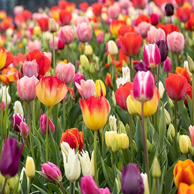 Tulip Flower seeds for Planting - Cottage Garden Essential, Heirloom & GMO Free Seeds for Home Garden