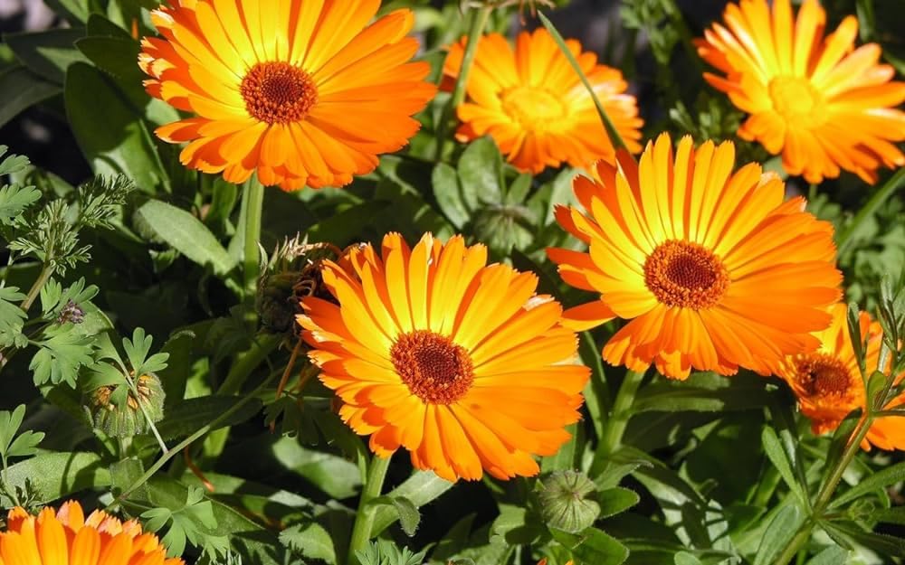 Calendula Flower seeds for Planting Seasonal Bloomer Heirloom & GMO Free Seeds for Home Garden
