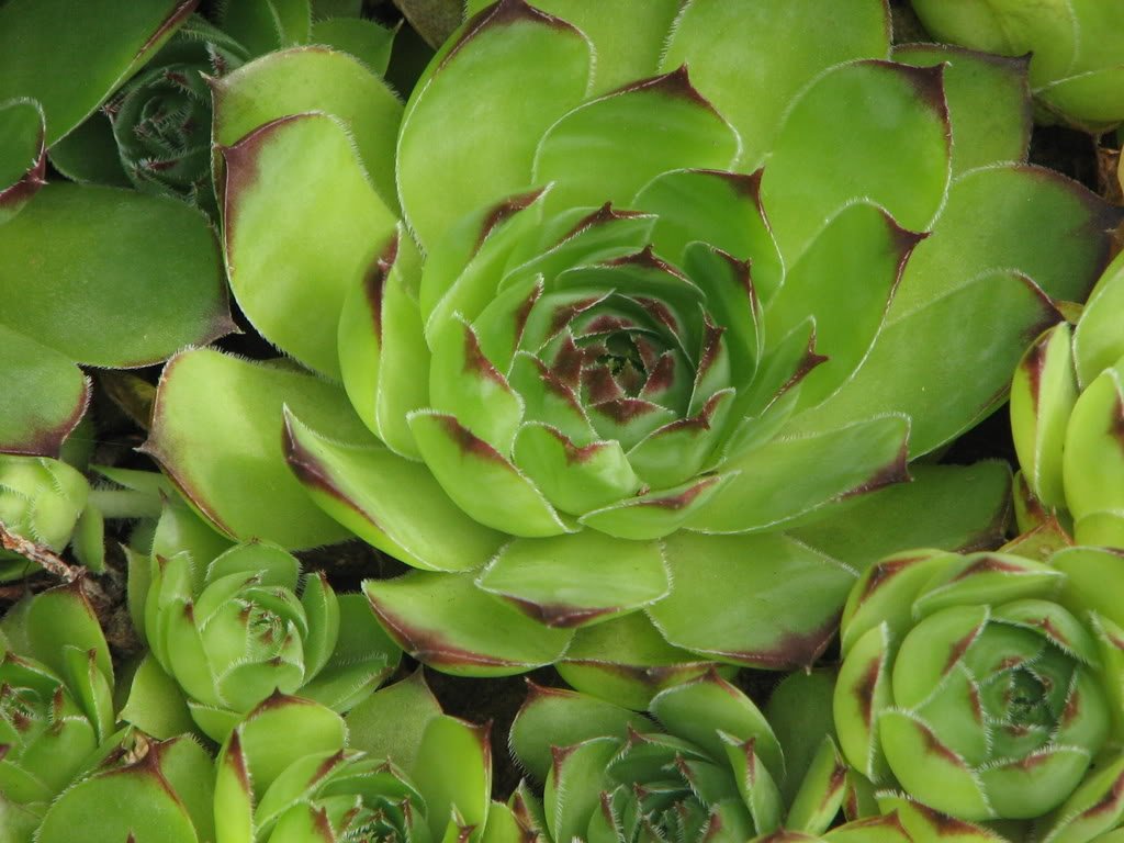 Green Sempervivum Flower seeds for Planting - Perfect for Borders, Heirloom & GMO Free Seeds for Home Garden