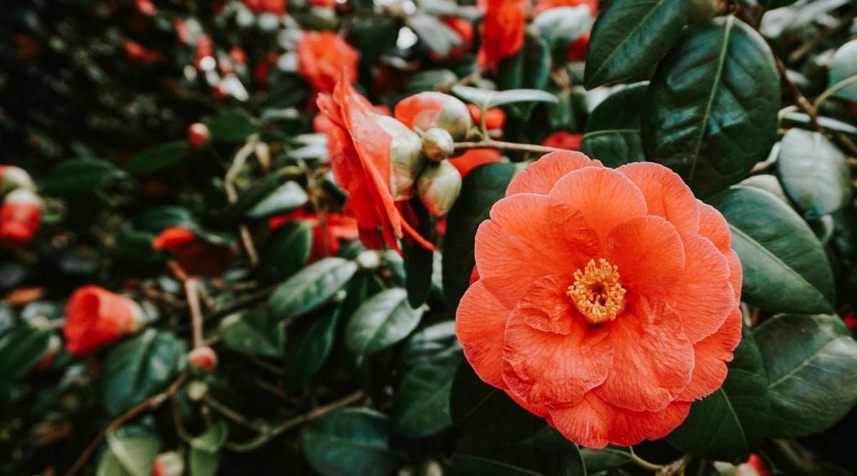 Light Orange Camellia Flower seeds for Planting - Perfect for Borders, Heirloom & GMO Free Seeds for Home Garden
 
 Sale seeds for planting in home garden