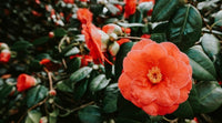 Light Orange Camellia Flower seeds for Planting - Perfect for Borders, Heirloom & GMO Free Seeds for Home Garden
 
 Sale seeds for planting in home garden