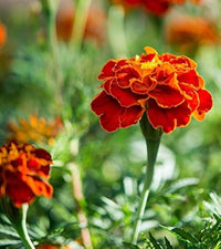 Red Flower Pot Flower seeds for Planting - Vibrant Colors, Heirloom & GMO Free Seeds for Home Garden
